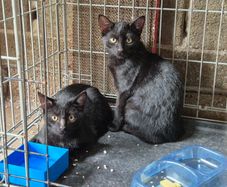 Adoption