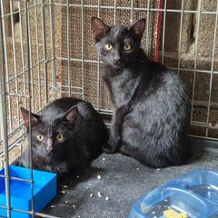 Adoption