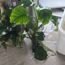 anubias plant and ornament Image 8