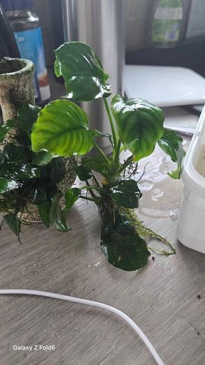 anubias plant and ornament