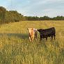 Cattle Image 8