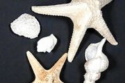Seashell,large sea star etc bundle