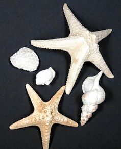 Seashell,large sea star etc bundle