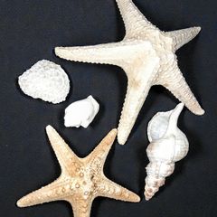 Seashell,large sea star etc bundle