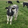 B.B  Heifers Edenderry Mart 19th September Image 3