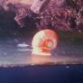 Ramshorn snails and floating plants Image 2