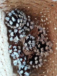 Pine cones