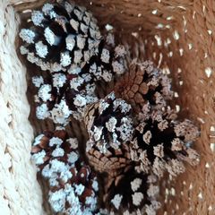 Pine cones