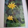 Framed Still Life Photo Of Irish Wildflowers. Image 5