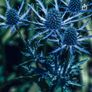 Job lot Cottage garden perennial flowers Image 9