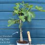 Fig trees Image 2