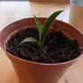 Snake plant Image 2