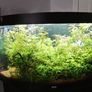 trigon 350l juwel fish tank Image 2