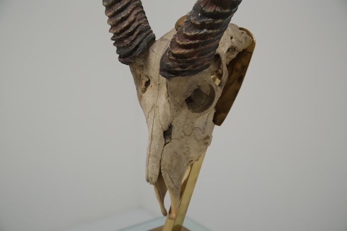 Taxidermy Study of Gazelle With Antlers by Anthony Redmile, London, 1970s.
