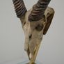 Taxidermy Study of Gazelle With Antlers by Anthony Redmile, London, 1970s. Image 4