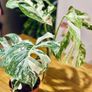 Monstera Deliciosa Variegata in 15cm pot and 50cm in height #2 Image 3