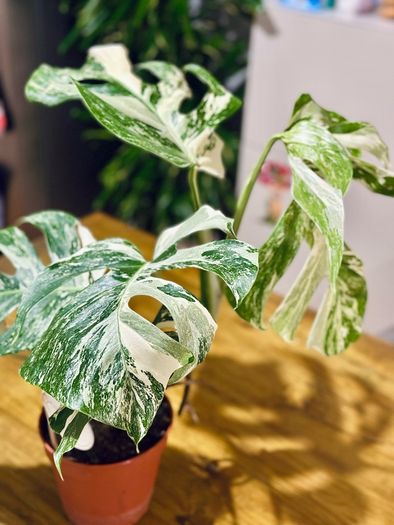 Monstera Deliciosa Variegata in 15cm pot and 50cm in height #2