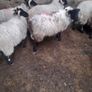 Mayo Ram Lambs x 22 Image 4