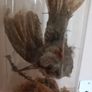 Taxidermied bird in glass dome Image 2