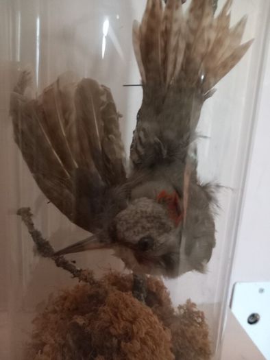 Taxidermied bird in glass dome