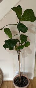 Mature Ficus Lyrata - Fiddle Leaf Fig Tree