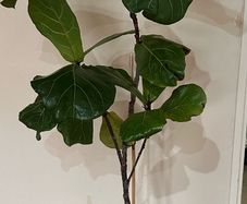 Mature Ficus Lyrata - Fiddle Leaf Fig Tree