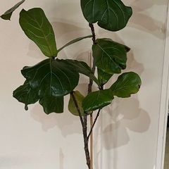 Mature Ficus Lyrata - Fiddle Leaf Fig Tree