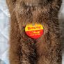 Vintage Steif bear "Browny" Image 3