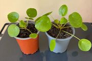 Pilea Chinese Money Plant
