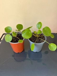 Pilea Chinese Money Plant