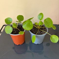 Pilea Chinese Money Plant