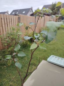 Birch