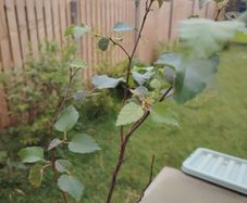 Plant