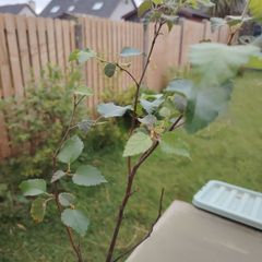 Birch