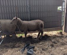 2 Ram Lambs