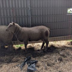 2 Ram Lambs