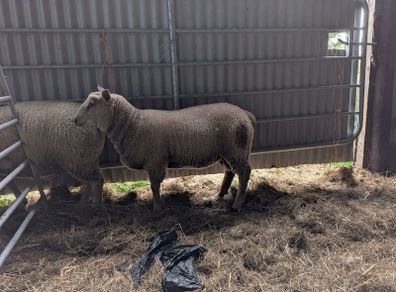 2 Ram Lambs