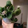 Chinese Money Plant (6 in one pot) icl. Pot Image 3