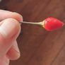 Chili Pepper 'Bolivian Rainbow' - Irish Seed Image 4