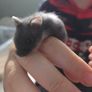 Hamster babies Image 4