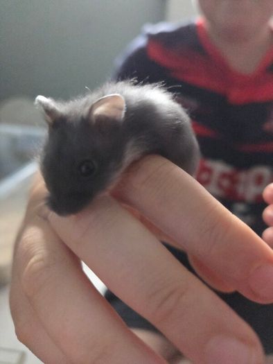 Hamster babies