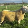 NCC Shearling Rams Image 3
