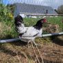 silkie hatching eggs Image 4