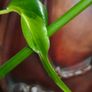 Philodendron Mottled Dragon Image 5