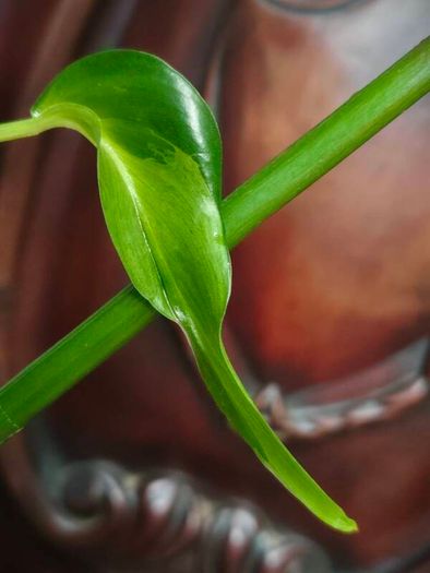 Philodendron Mottled Dragon
