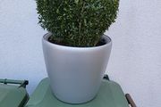 Buxus planter