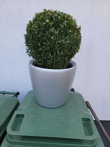 Buxus planter