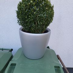 Buxus planter