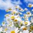 chamomile5