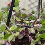 Pink Lady indoor plant with hanging pot Image 3